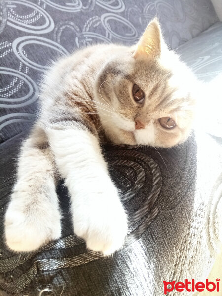 British Shorthair, Kedi  Sakra fotoğrafı