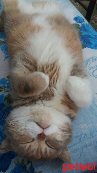 British Shorthair, Kedi  Sakra fotoğrafı