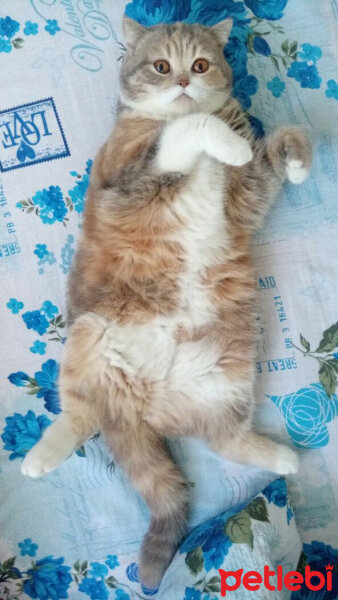 British Shorthair, Kedi  Sakra fotoğrafı