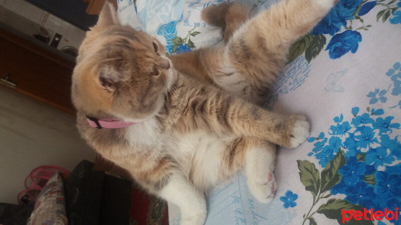 British Shorthair, Kedi  Sakra fotoğrafı