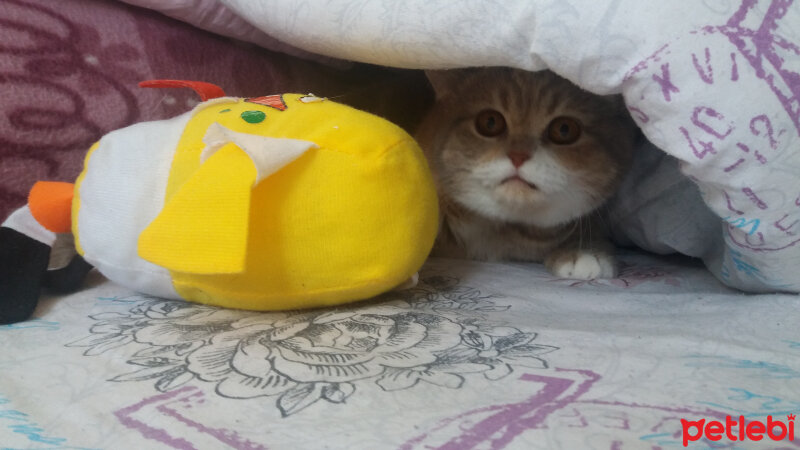 British Shorthair, Kedi  Sakra fotoğrafı