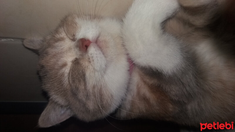 British Shorthair, Kedi  Sakra fotoğrafı