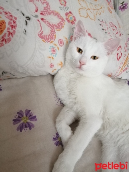 Van Kedisi, Kedi  Pamuk fotoğrafı
