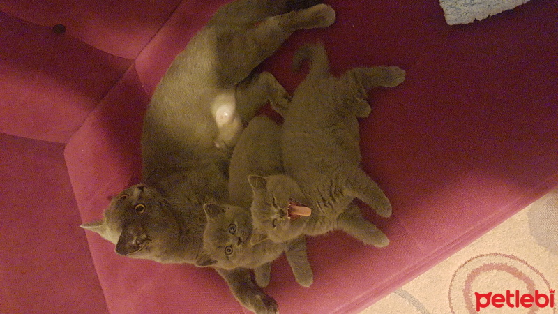 British Shorthair, Kedi  Ponçik fotoğrafı