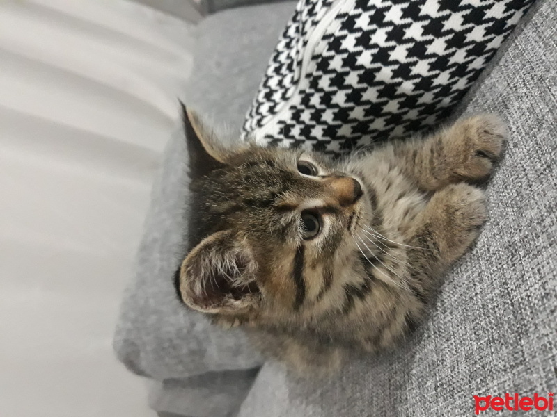 Tekir Kedi, Kedi  Gölge fotoğrafı