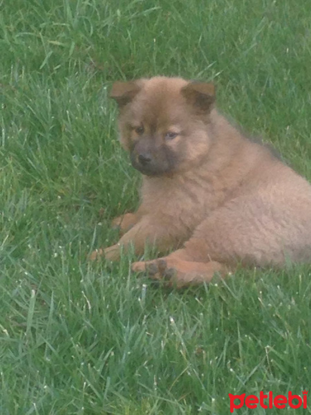 Chow Chow (çin Aslanı), Köpek  Tarçın fotoğrafı