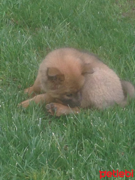 Chow Chow (çin Aslanı), Köpek  Tarçın fotoğrafı