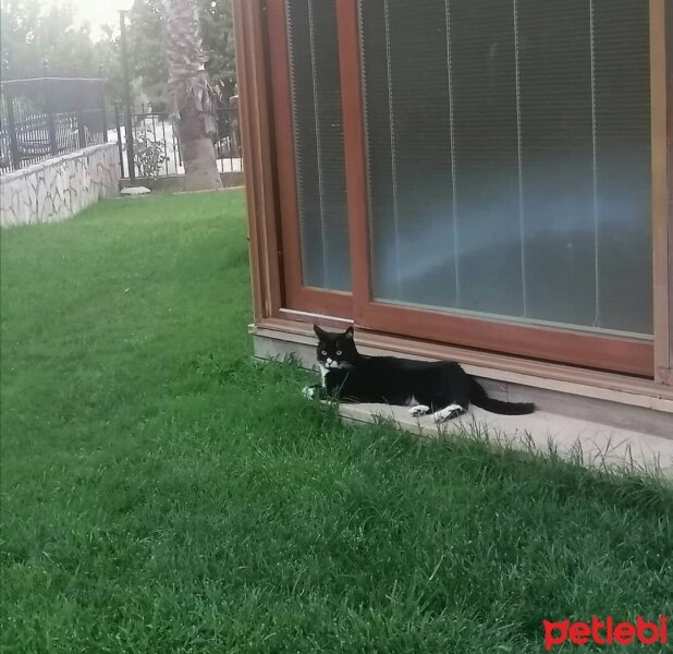 Tuxedo (Smokin) Kedi, Kedi  Dali fotoğrafı