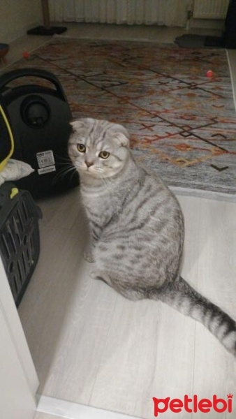 Scottish Fold, Kedi  Jack fotoğrafı