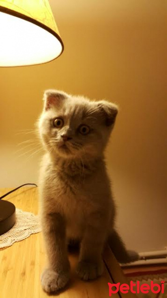 Scottish Fold, Kedi  Duman fotoğrafı