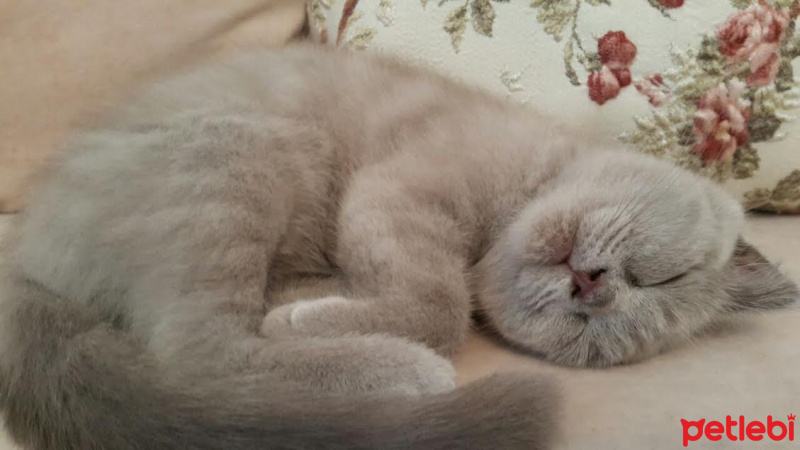 Scottish Fold, Kedi  Duman fotoğrafı