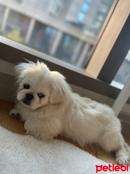Pekingese, Köpek  Vine fotoğrafı