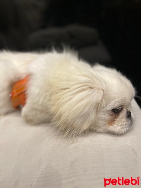 Pekingese, Köpek  Vine fotoğrafı