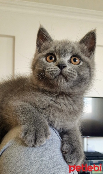 British Shorthair, Kedi  Gri fotoğrafı