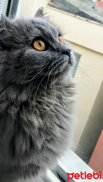 British Shorthair, Kedi  Gri fotoğrafı