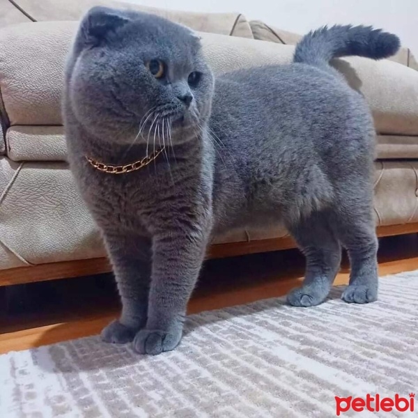 British Shorthair, Kedi  Gri fotoğrafı