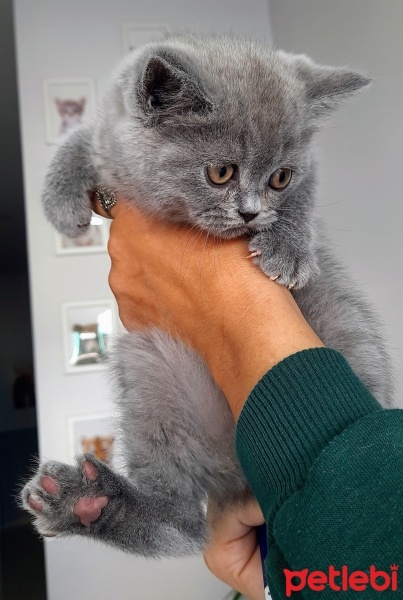 British Shorthair, Kedi  Gri fotoğrafı