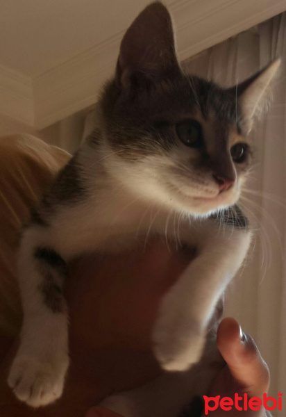 Tekir Kedi, Kedi  ZEYTİN fotoğrafı