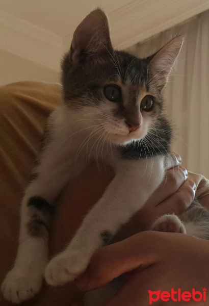 Tekir Kedi, Kedi  ZEYTİN fotoğrafı