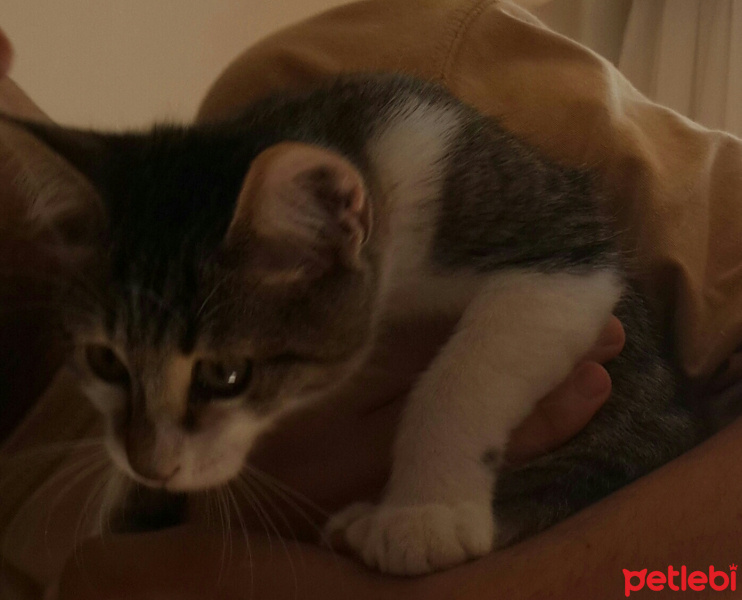 Tekir Kedi, Kedi  ZEYTİN fotoğrafı