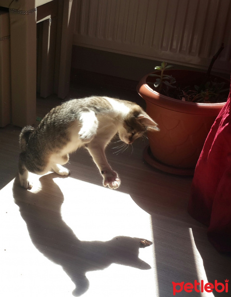 Tekir Kedi, Kedi  ZEYTİN fotoğrafı