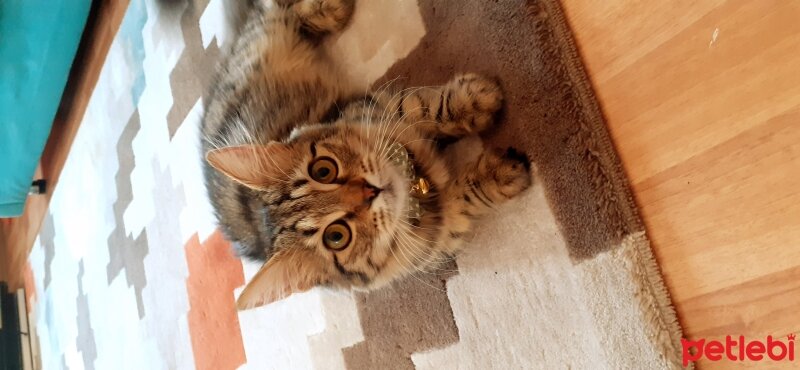 Norwegian Forest, Kedi  Lilith fotoğrafı