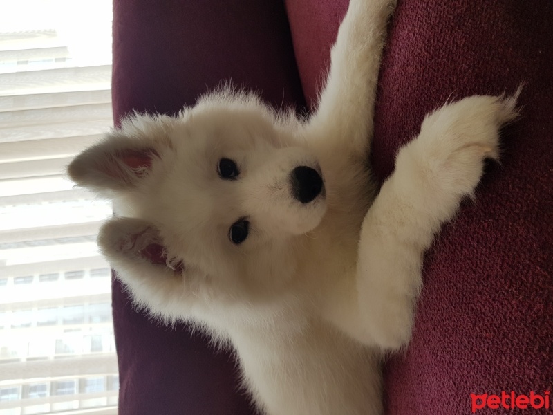 Samoyed, Köpek  Rio fotoğrafı
