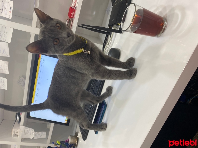 British Shorthair, Kedi  Mişo fotoğrafı