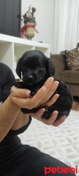 Labrador Retriever, Köpek  Pars. Labrador fino fotoğrafı