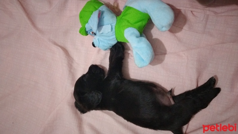 Labrador Retriever, Köpek  Pars. Labrador fino fotoğrafı