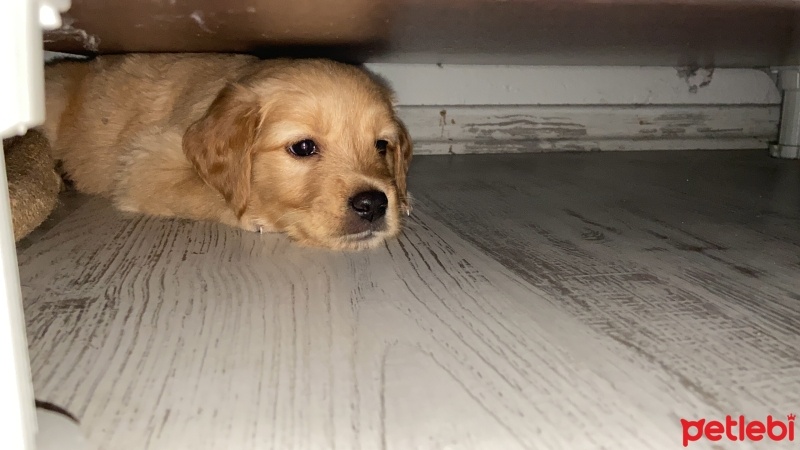 Golden Retriever, Köpek  Milka fotoğrafı