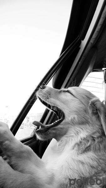 Golden Retriever, Köpek  Milka fotoğrafı