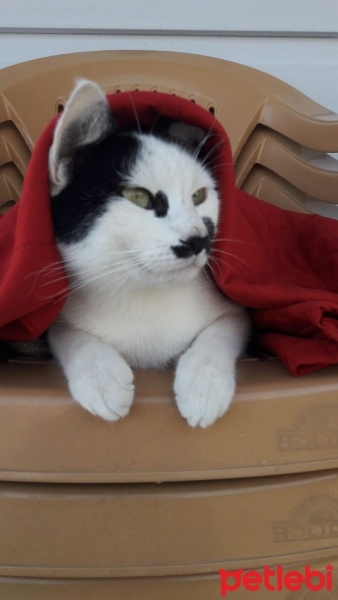 Tuxedo (Smokin) Kedi, Kedi  Sütlü fotoğrafı