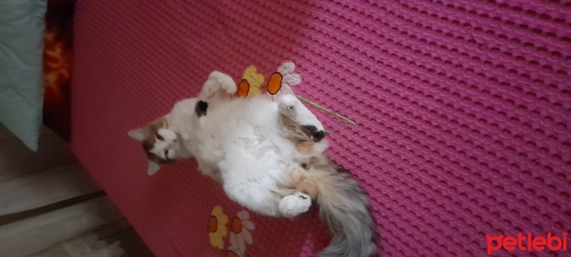 Tekir Kedi, Kedi  Sütlaç fotoğrafı
