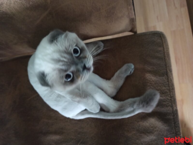 Scottish Fold, Kedi  Arya fotoğrafı