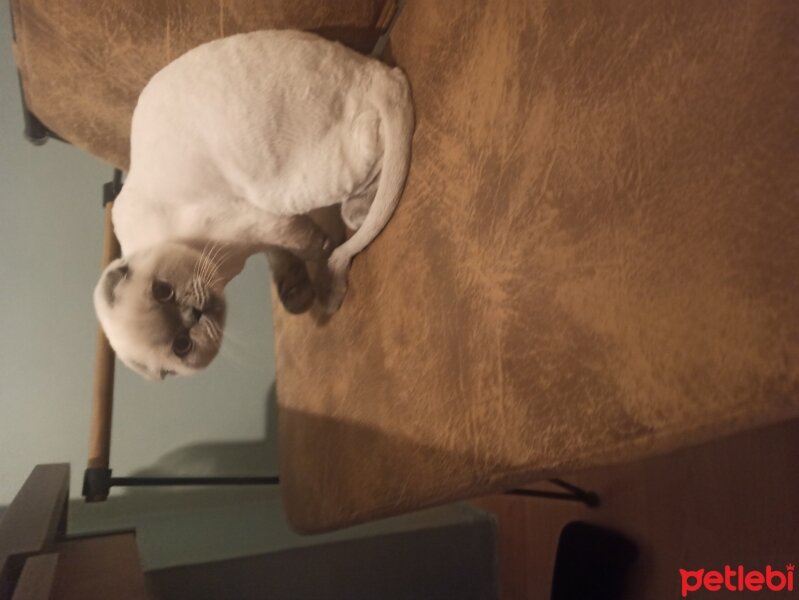 Scottish Fold, Kedi  Arya fotoğrafı