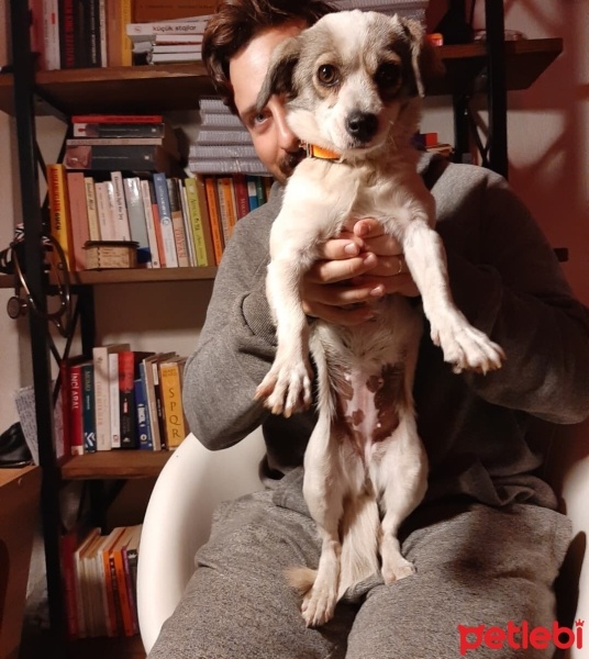Chihuahua, Köpek  Fındık fotoğrafı