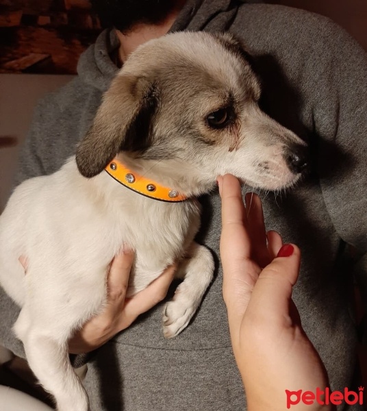Chihuahua, Köpek  Fındık fotoğrafı