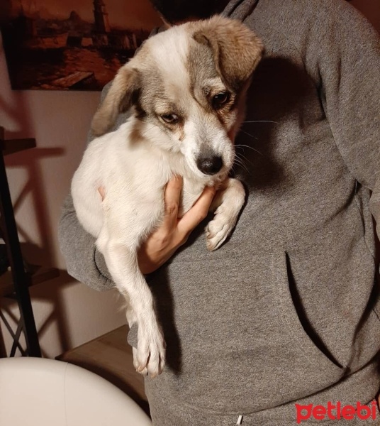 Chihuahua, Köpek  Fındık fotoğrafı