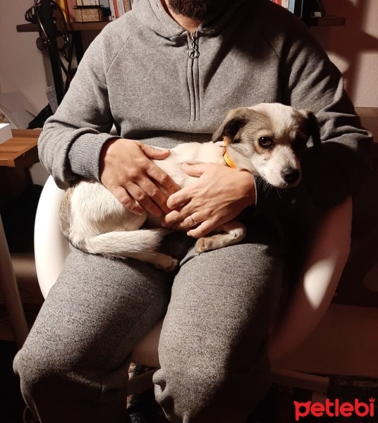 Chihuahua, Köpek  Fındık fotoğrafı