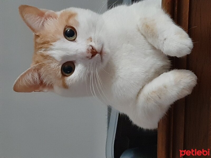 Tekir Kedi, Kedi  Pamuk fotoğrafı