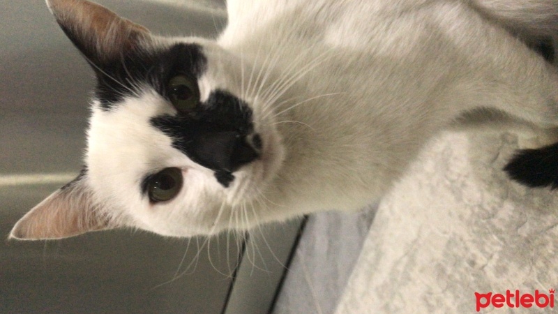 Tekir Kedi, Kedi  Şükrü fotoğrafı