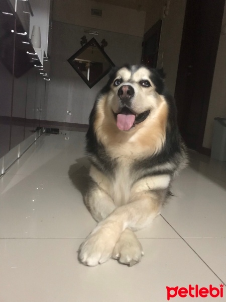 Alaskan Malamute, Köpek  Rex fotoğrafı