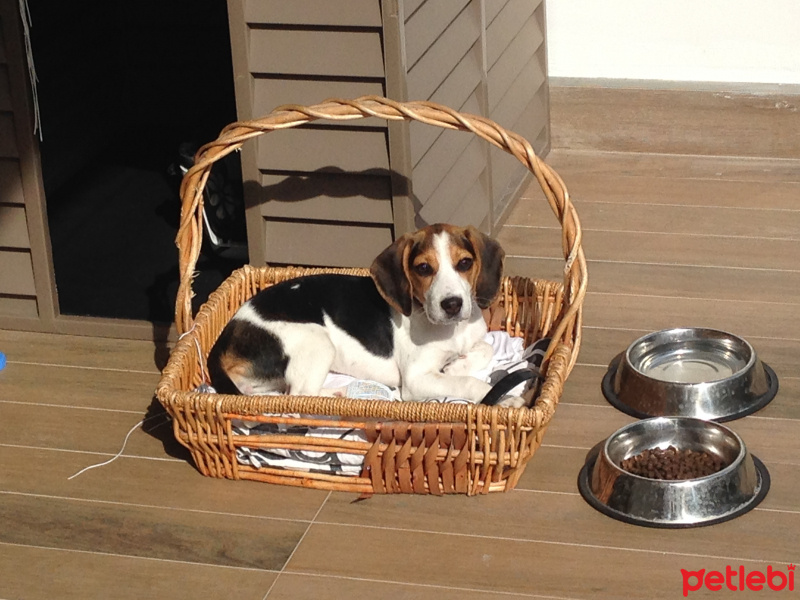 Beagle, Köpek  Chuky fotoğrafı