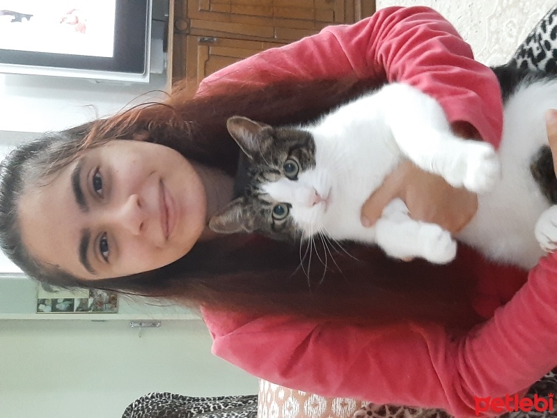 Tekir Kedi, Kedi  Kamuran fotoğrafı
