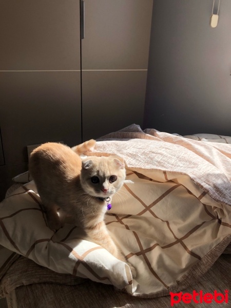 Scottish Fold, Kedi  Rose fotoğrafı