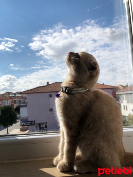 Scottish Fold, Kedi  Rose fotoğrafı