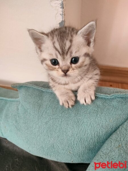 British Shorthair, Kedi  alfa fotoğrafı