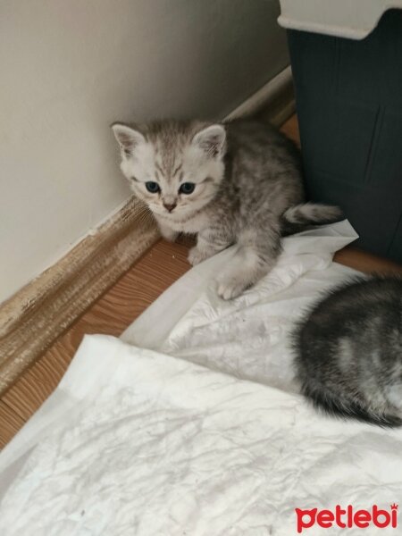 British Shorthair, Kedi  alfa fotoğrafı