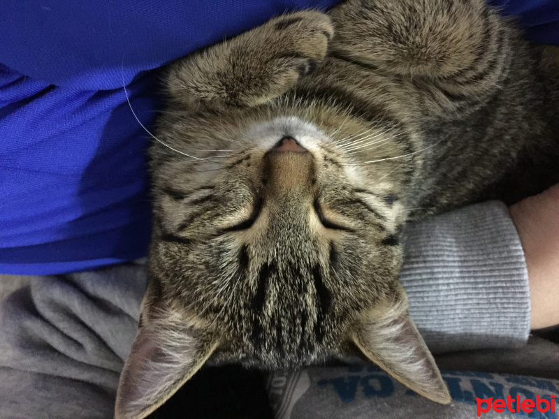 Tekir Kedi, Kedi  Sindi fotoğrafı